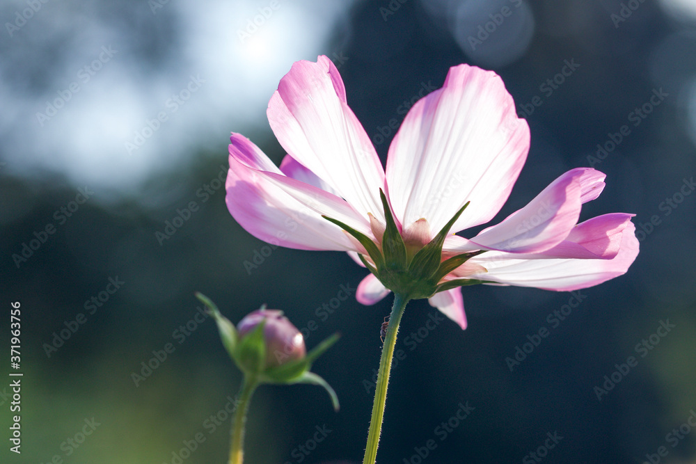 close up of pink flower underneath