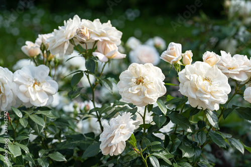 blooming white roses in the summer garden