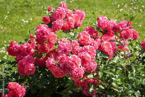 Fototapeta Naklejka Na Ścianę i Meble -  lush bright pink roses and in a flower bed in the garden