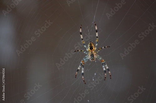 Farbenreiche Spinne im Netz