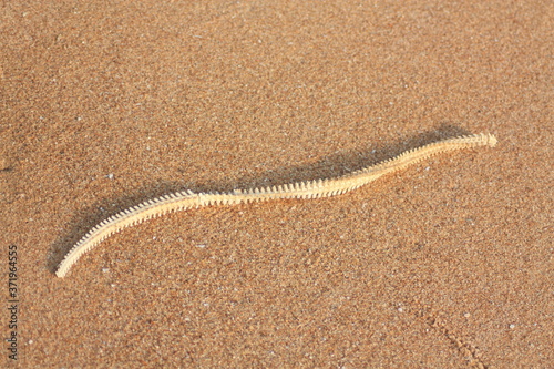 Squelette de murène, colonne vertebrale de murene sur la plage de Lomé, Togo photo