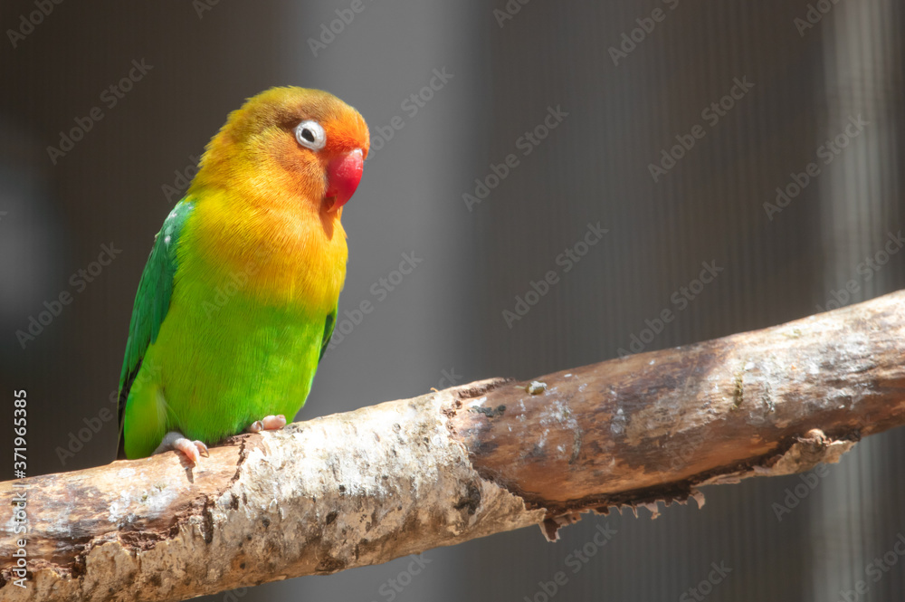 Lovebird parrot in the park on nature.