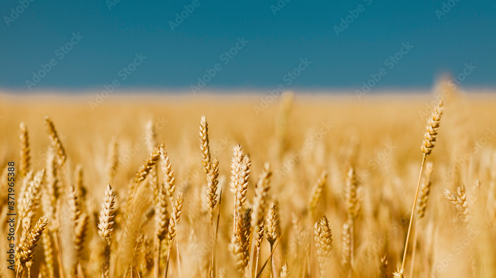 Golden field of ripened cereal, yellow wheat and rye against the blue sky. Golden field of ripened cereal, yellow wheat and rye against the blue sky.