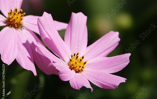 Kosmeya flowers