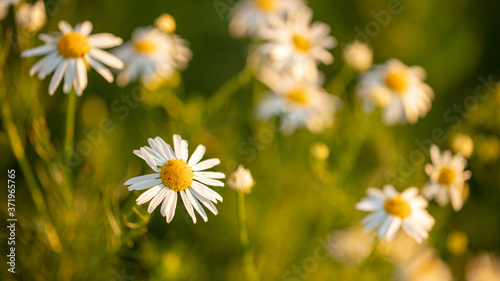 Beautiful white chamomile flowers in the park.