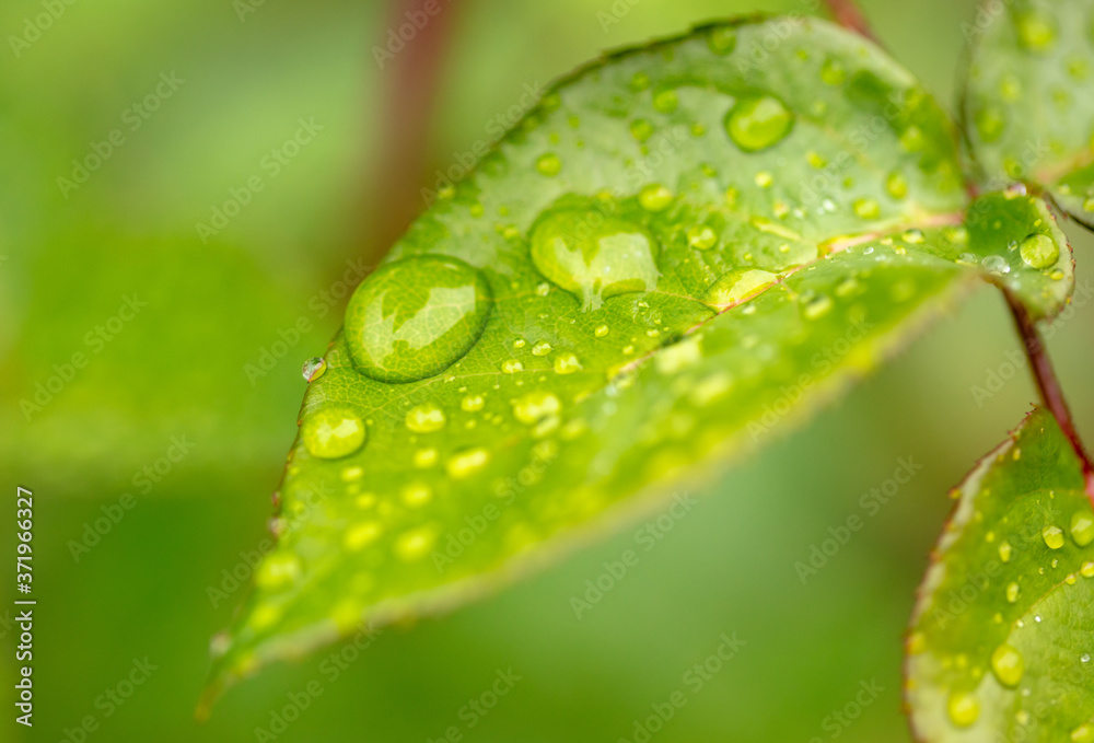 Fototapeta premium Close-up of a drop of water on a green leaf