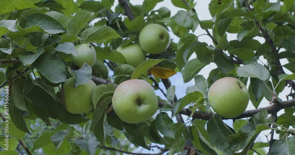 Green ripe apples on an apple tree in the sunny summer day. Green ripe apples on an apple tree in the sunny summer day.