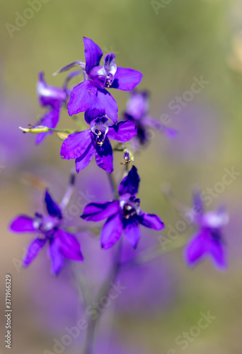 Beautiful blue flowers in the summer park.