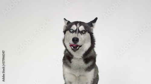 Husky looks at the camera with different eyes and protruding tongue, licking his lips dripping saliva. A slobbering husky with different eyes looks at the camera on a white background