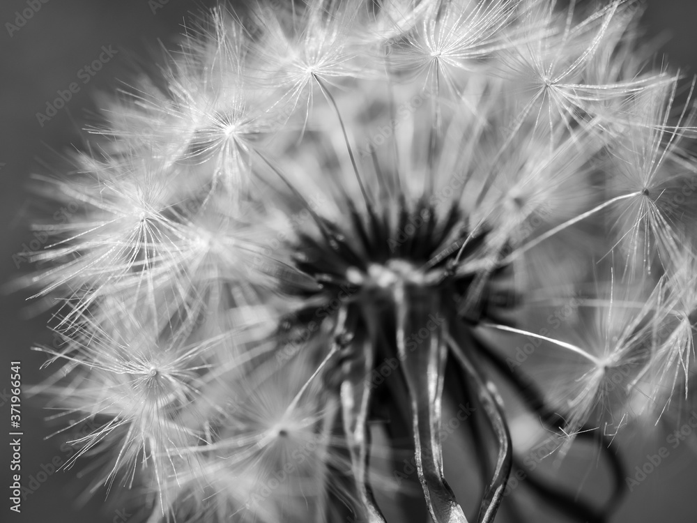 Fototapeta premium Dandelion seed head