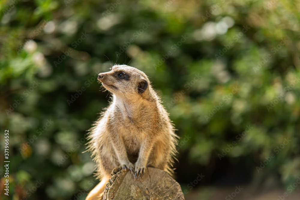 Fototapeta premium Meerkat, cute animal with curious look