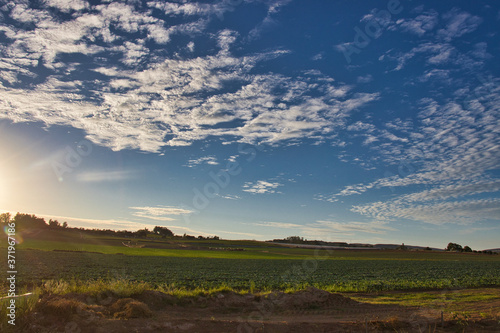 Vineyards at sunrise in Orcutt California photo