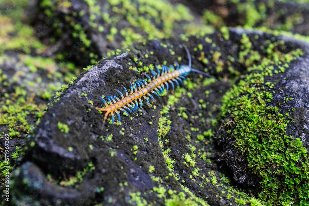 4 June 2013, Bali, Indonesia: Bright Colored Centipedes, Bali, Indonesia.