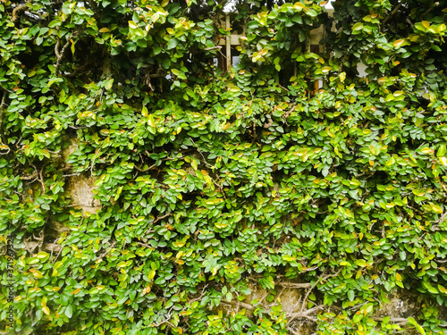 Green Decorated wall outdoors using creepers with rounded leaves.