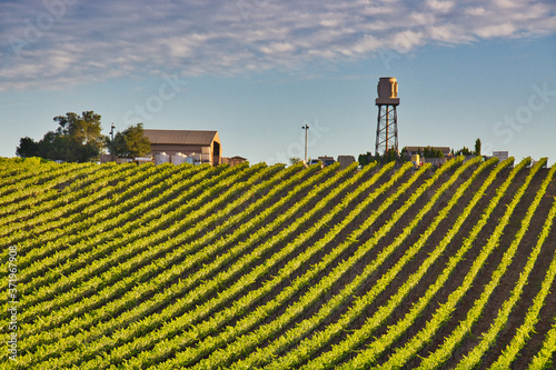 Vineyards at sunrise in Orcutt California photo