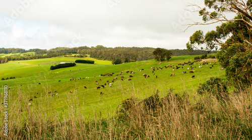 Field with cows in South Victoria  Australia