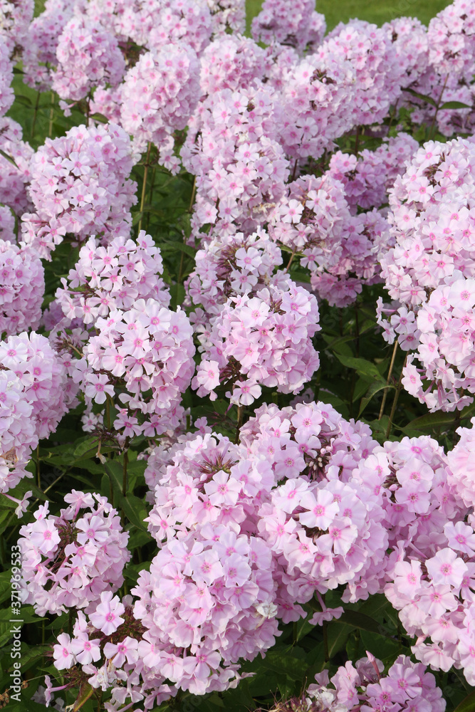 Phloxes. Inflorescences of blossoming pink garden phloxes, phlox  paniculata, grade "Rosa Pastell". Seasonal gardening. Rural summer nature.  Blossom. Pink color flowers. Phloxes flower. Bloom. Postcard Stock Photo |  Adobe Stock