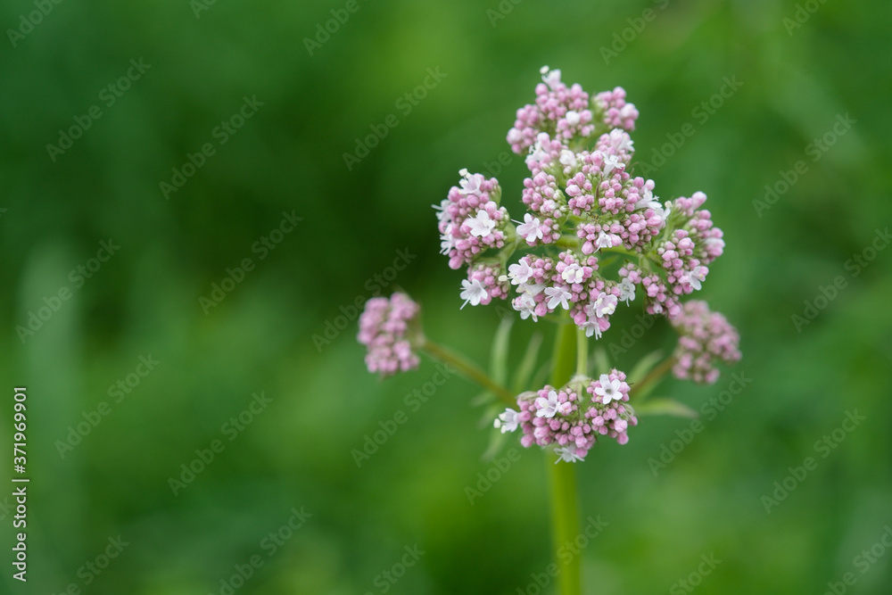Medicinal plants - Budding pink flowering common Valerian (Valeriana officinalis) in the summer season. Medicinal plants - Budding pink flowering common Valerian (Valeriana officinalis) in the summer season.