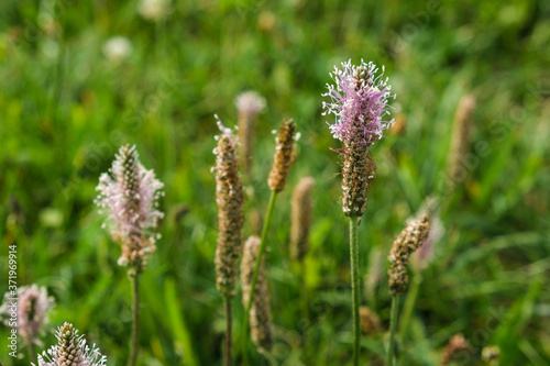 Rosa und violett blühende Gräser mit Pollen in einer Wiese (Allergie-Gefahr)