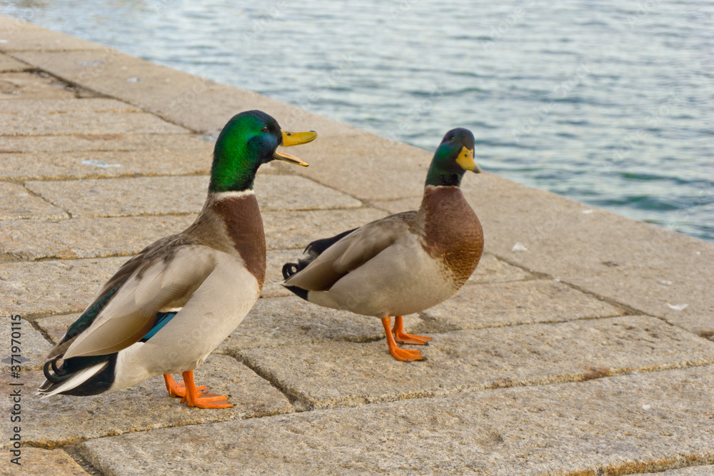 Obraz premium Italy, Tuscany, Grosseto, Castiglione della Pescaia, mallards rest on the pier of the Bruna river channel, Anas platyrhynchos.