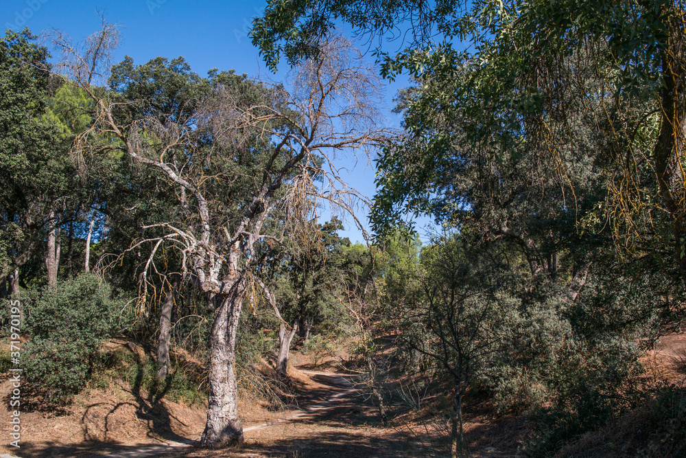krajobraz las drzewa liście lato konary natura zieleń krajobraz las drzewa liście lato konary natura zieleń