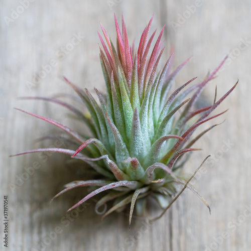 Close up of air plant Tillandsia ionantha on wooden surface. Trendy indoor garden ideas. Soft focus. Houseplant with aerial roots