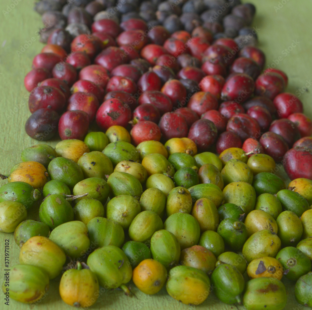 harvested coffee berries being dried harvested coffee berries being dried