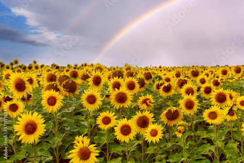 Fotografia A field with bright yellow sunflowers and a rainbow above them in the sky