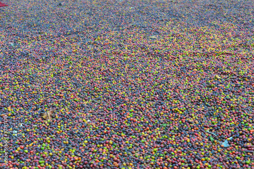 harvested coffee berries being dried