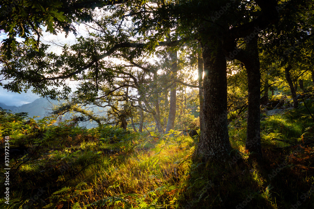 Los últimos rayos de sol se cuelan entre los árboles del bosque. Los últimos rayos de sol se cuelan entre los árboles del bosque.