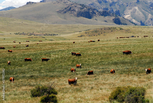 cows on pasture in patagonia
