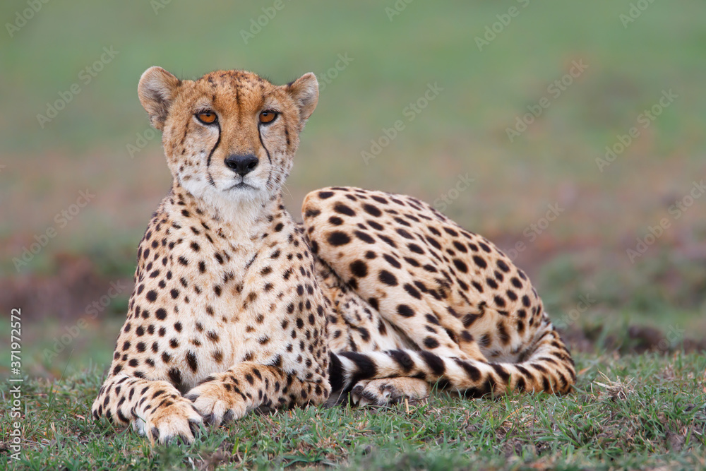 Cheetah on the plains of the Masai Mara National Reserve in Kenya Cheetah on the plains of the Masai Mara National Reserve in Kenya