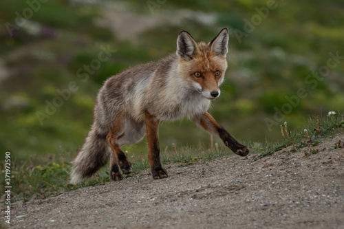 red fox vulpes © AvramPhoto