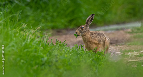 wild rabbit in the grass © AvramPhoto