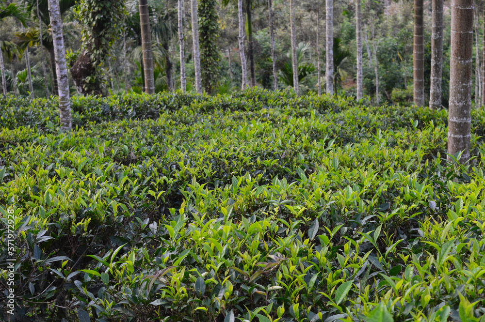 Tea leaves from a tea plantation
