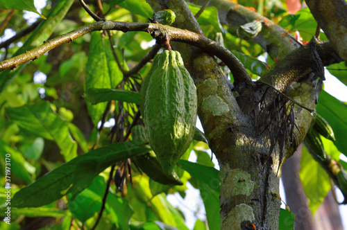 Cocoa bean pods on plant