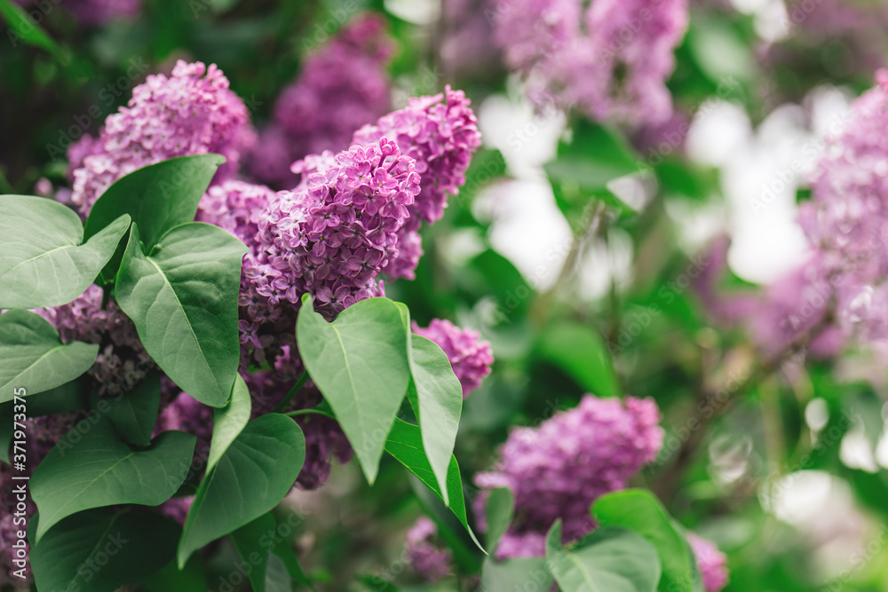 Fototapeta premium Branch of blossoming lilac in a spring garden.