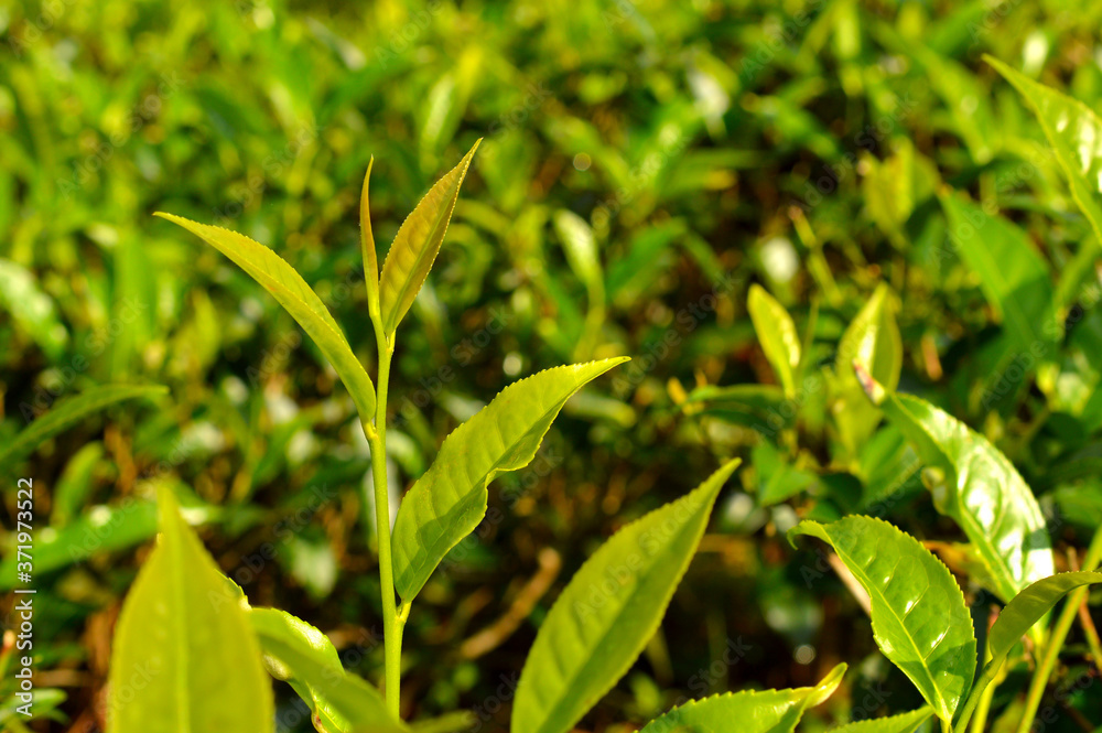 Tea leaves from a tea plantation Tea leaves from a tea plantation