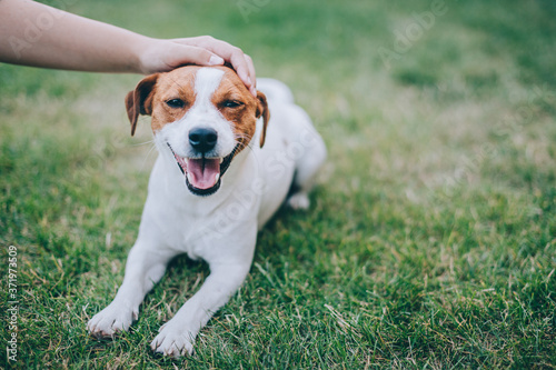 Adorable puppy Jack Russell Terrier with the owners hand, laying on a green grass.