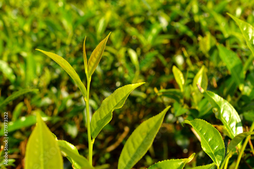 Tea leaves from a tea plantation