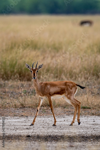 Chinkara or Indian gazelle an Antelope in grassland of tal chhapar sanctuary churu rajasthan india - Gazella bennettii