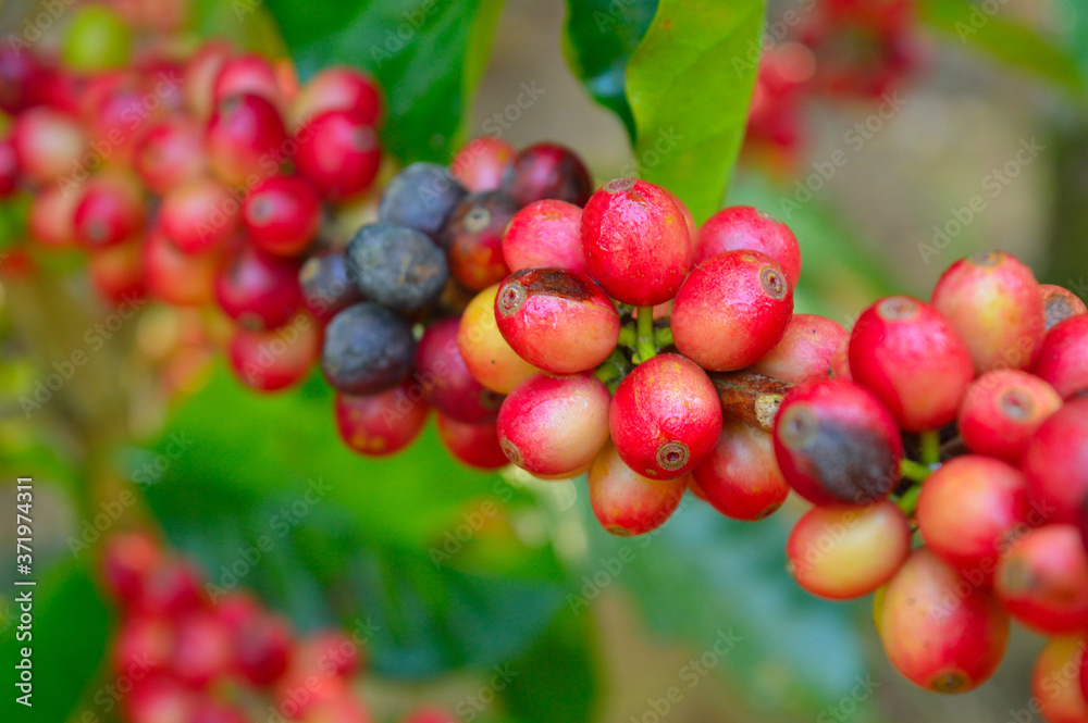 coffee berries on a branch ready for harvest