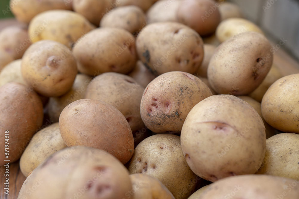 raw potato background, summer vegetable harvesting raw potato background, summer vegetable harvesting