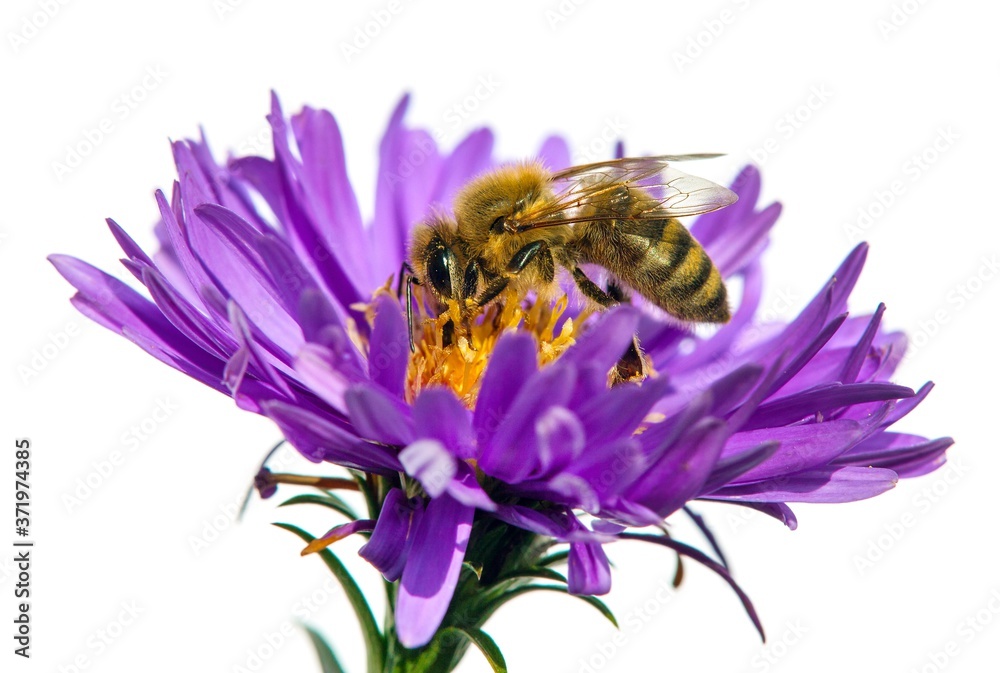 bee or honeybee in Latin Apis Mellifera on flower bee or honeybee in Latin Apis Mellifera on flower