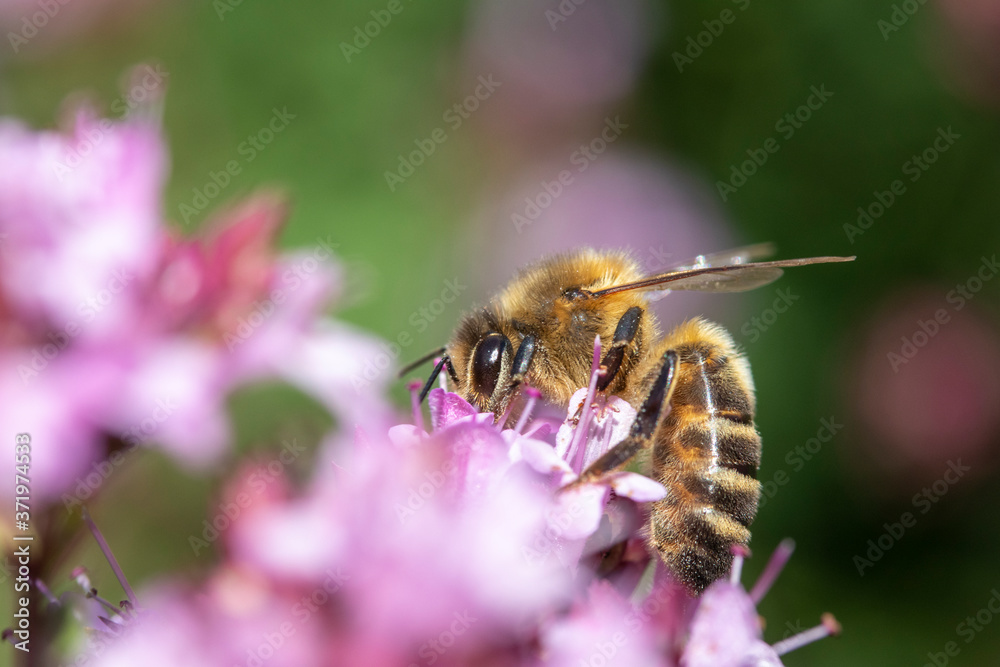 Honey Bee (Apis mellifera) on Oregano (Origanum vulgare) Honey Bee (Apis mellifera) on Oregano (Origanum vulgare)