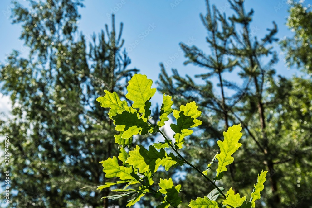 Oak branch with young leaves on a background of trees on a sunny day. Oak branch with young leaves on a background of trees on a sunny day.