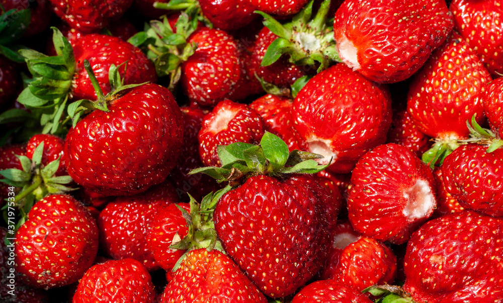 Juicy beautiful red freshly picked strawberries. Healthy and wholesome Food background. Many natural strawberries close-up, top view. Macro shot of strawberry texture in sunny day Banner for web site Juicy beautiful red freshly picked strawberries. Healthy and wholesome Food background. Many natural strawberries close-up, top view. Macro shot of strawberry texture in sunny day Banner for web site