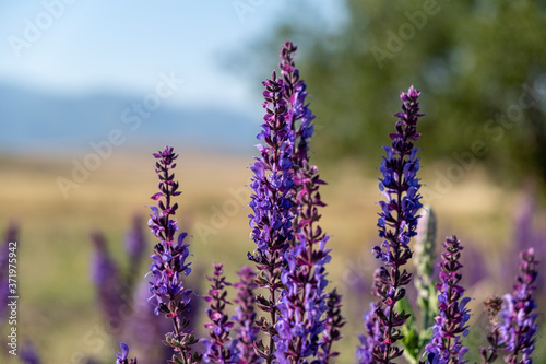 field of lavender