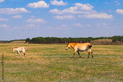 Przewalski's wild horse with a stallion running across the steppe in a biosphere reserve in sunny summer day. Animals and wildlife