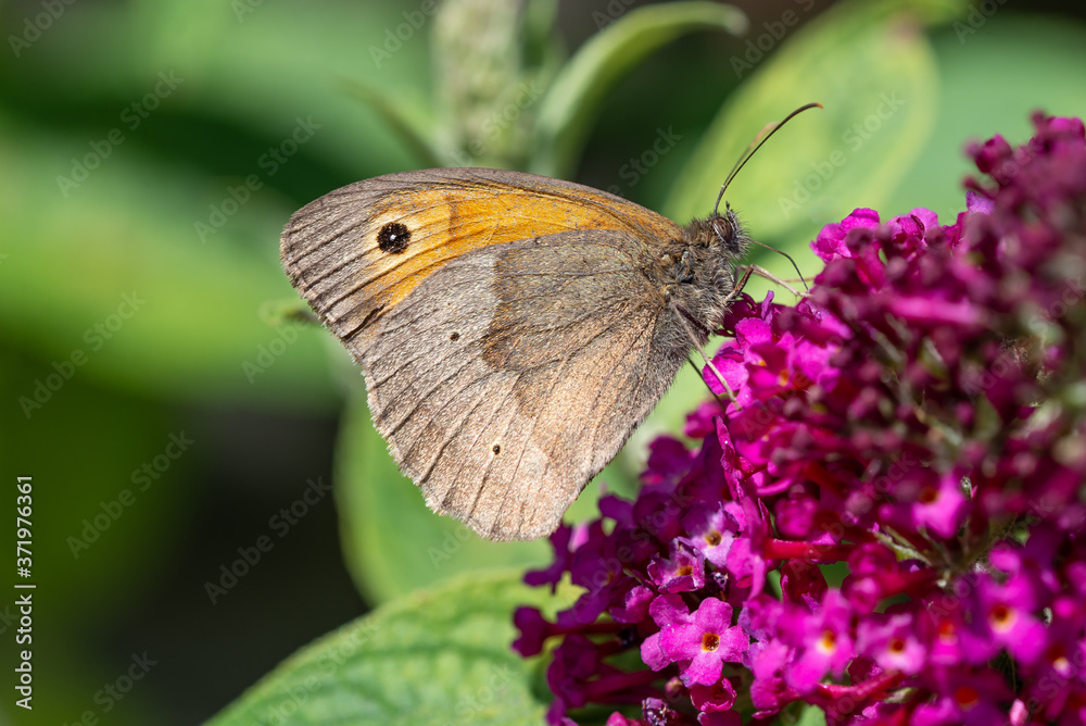 Gatekeeper butterfly